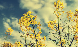 Bbx banner 378x225
